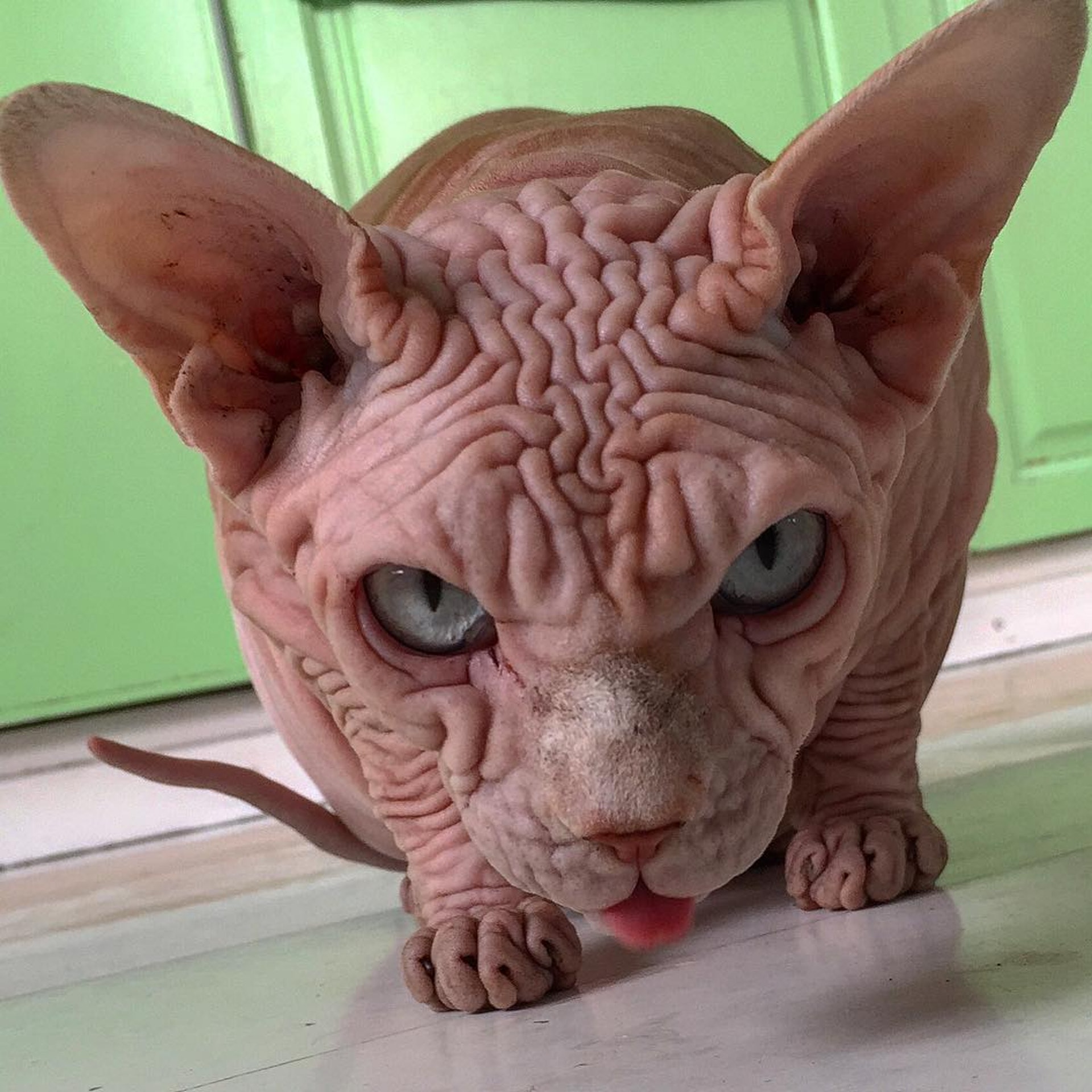 嬲過grumpy Cat兩倍 瑞士皺皮貓全天候皺眉主人 牠超愛親近人 香港01 熱爆話題 嬲過grumpy Cat兩倍 瑞士皺皮貓全天候皺眉主人 牠超愛親近人 香港01 熱爆話題