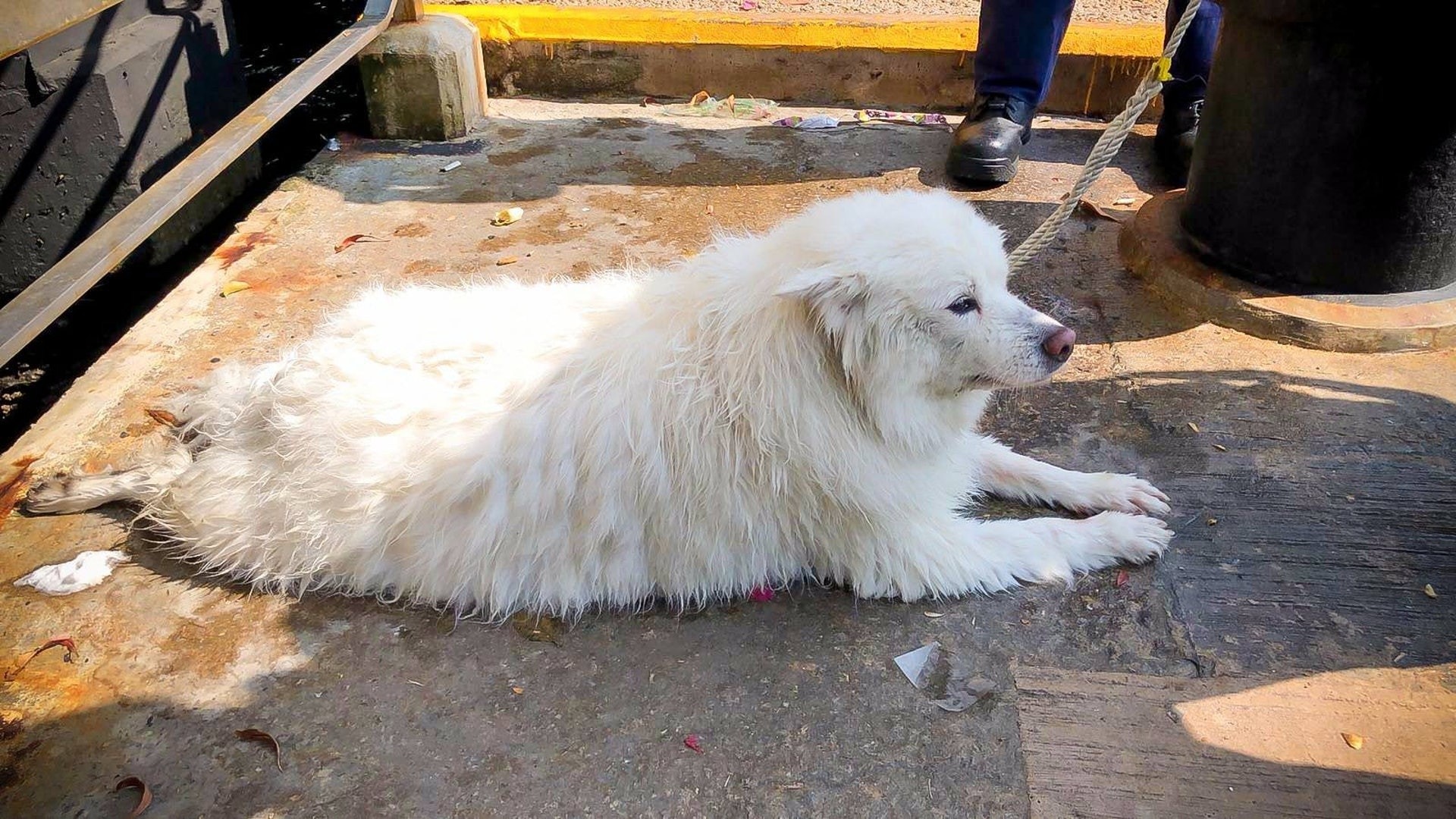 小白生前照,今次遭掟落街的銀狐犬,為於3月31日被警方救起的墮海狗隻。(香港警察FB圖片)