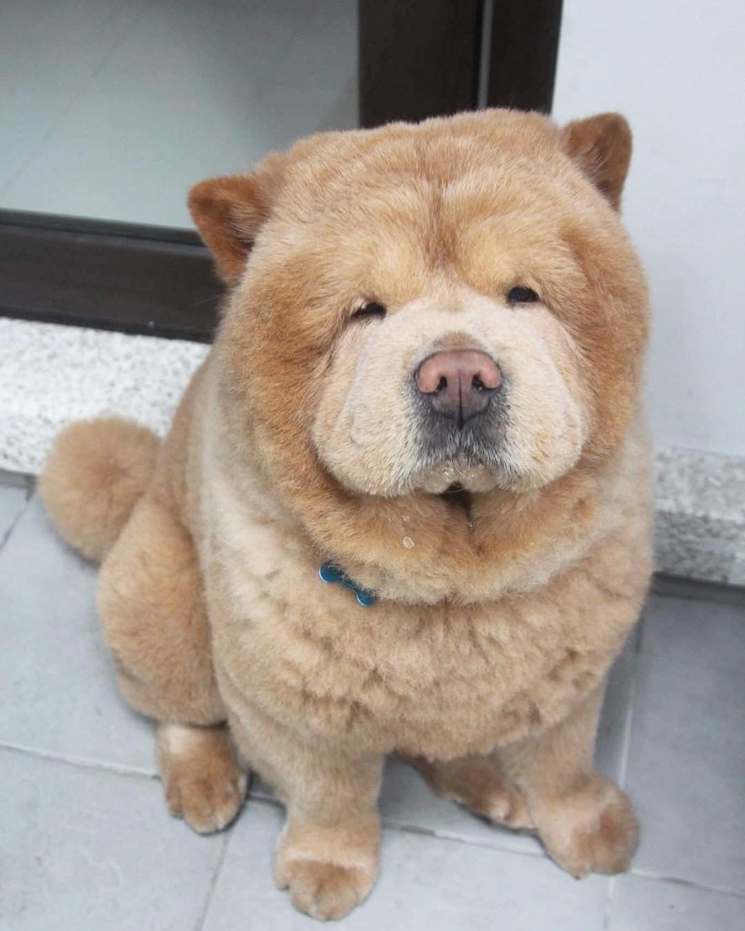 松狮犬 熊型 松狮犬介绍图片 抖音