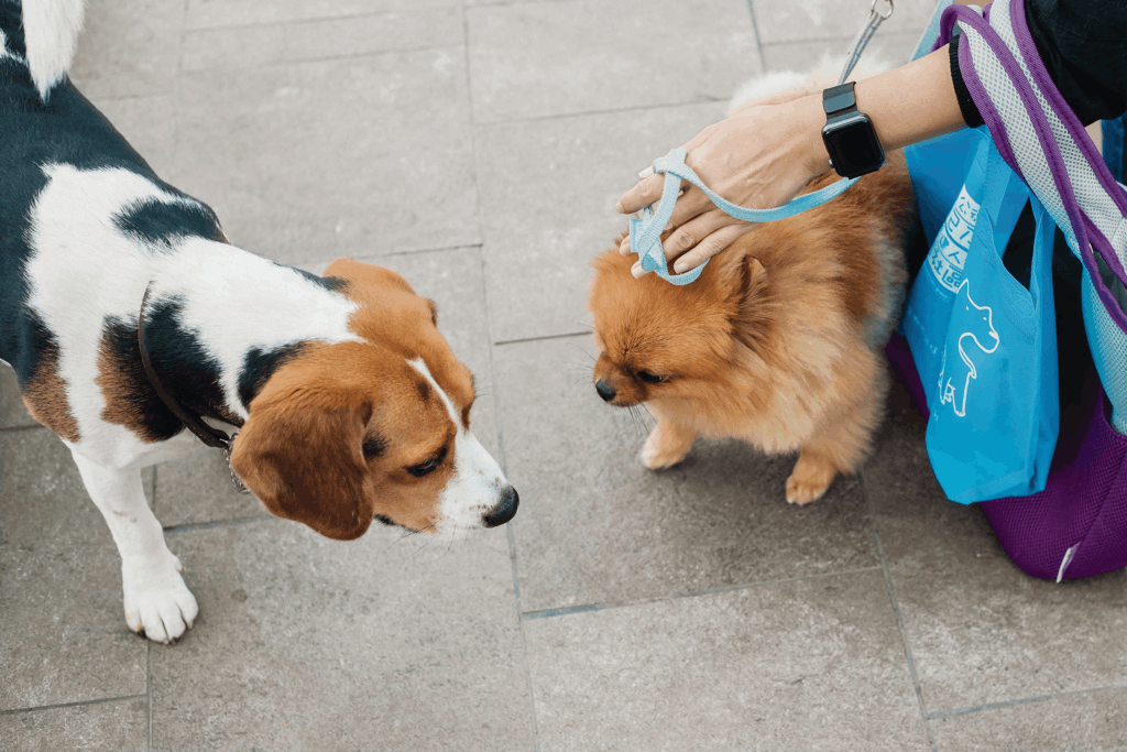 這天Jacy抱着雞仔帶我們到屋苑內的公園閒逛,沿途環境清潔,看不到任何狗隻隨處便溺的痕迹。