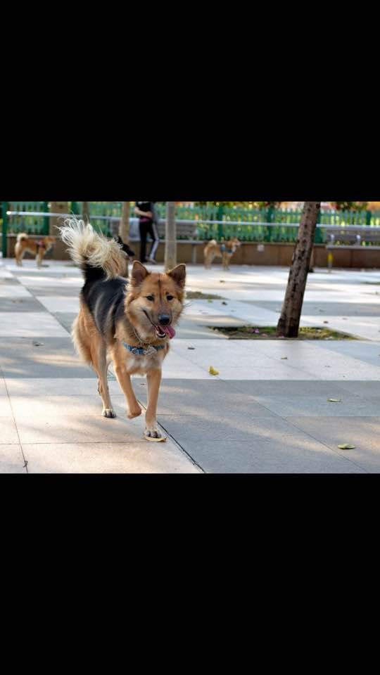 DoDo平日活潑可愛。(狗主提供)