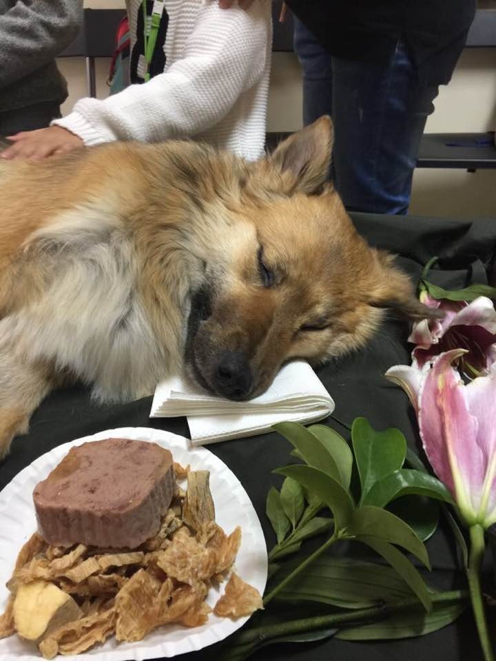 不忍DoDo屍體被遺棄,三爸三媽已帶DoDo進行善終。(狗主提供)