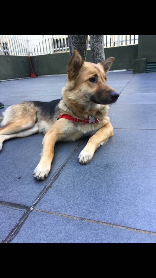 DoDo的身世可憐,後來三媽把牠接回家中飼養。(狗主提供)