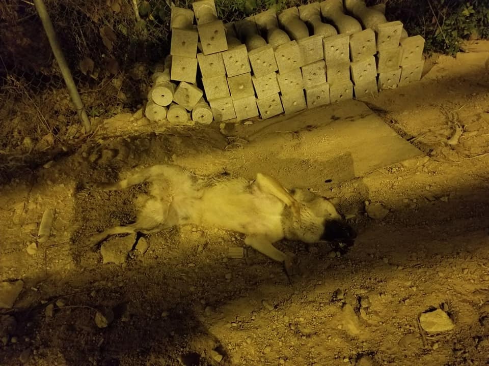 (黃小姐提供圖片)