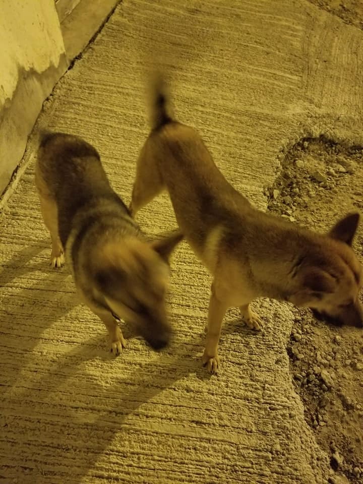 現場附近遺下兩隻流浪狗。(黃小姐提供圖片)