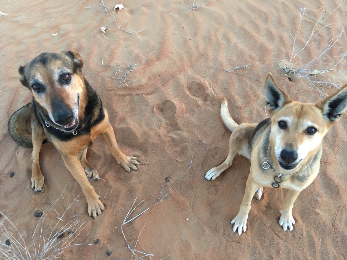 去到哪裡,狗狗都是安靜的等候指令。(hanamomoact/twitter)