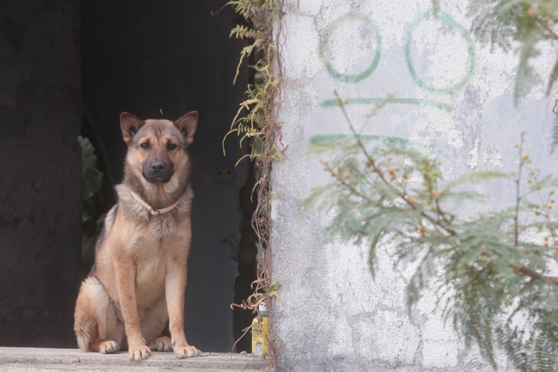 涉事石屋附近仍有流浪狗。(梁銘康攝)