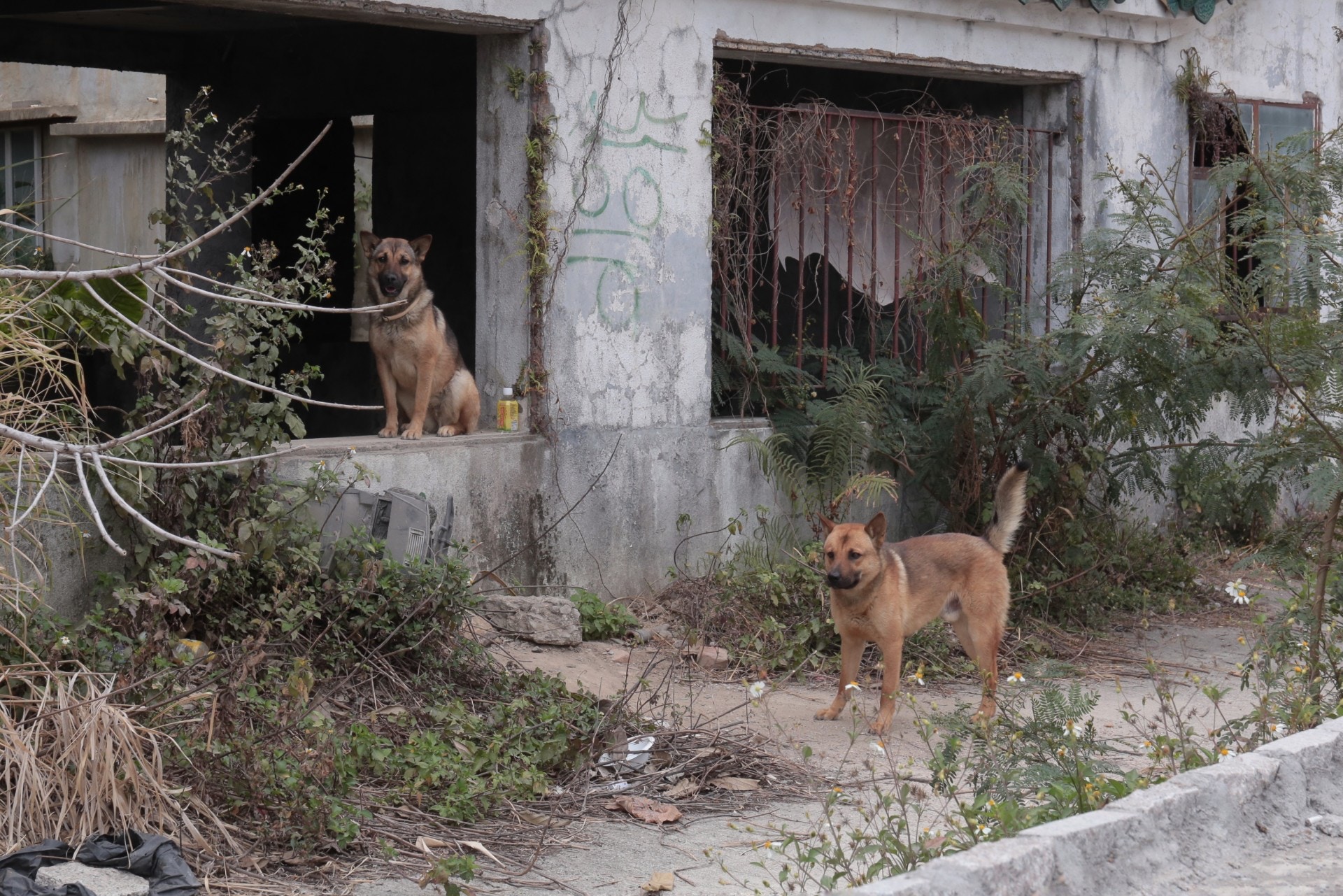 涉事石屋附近仍有兩隻流浪狗。(梁銘康攝)