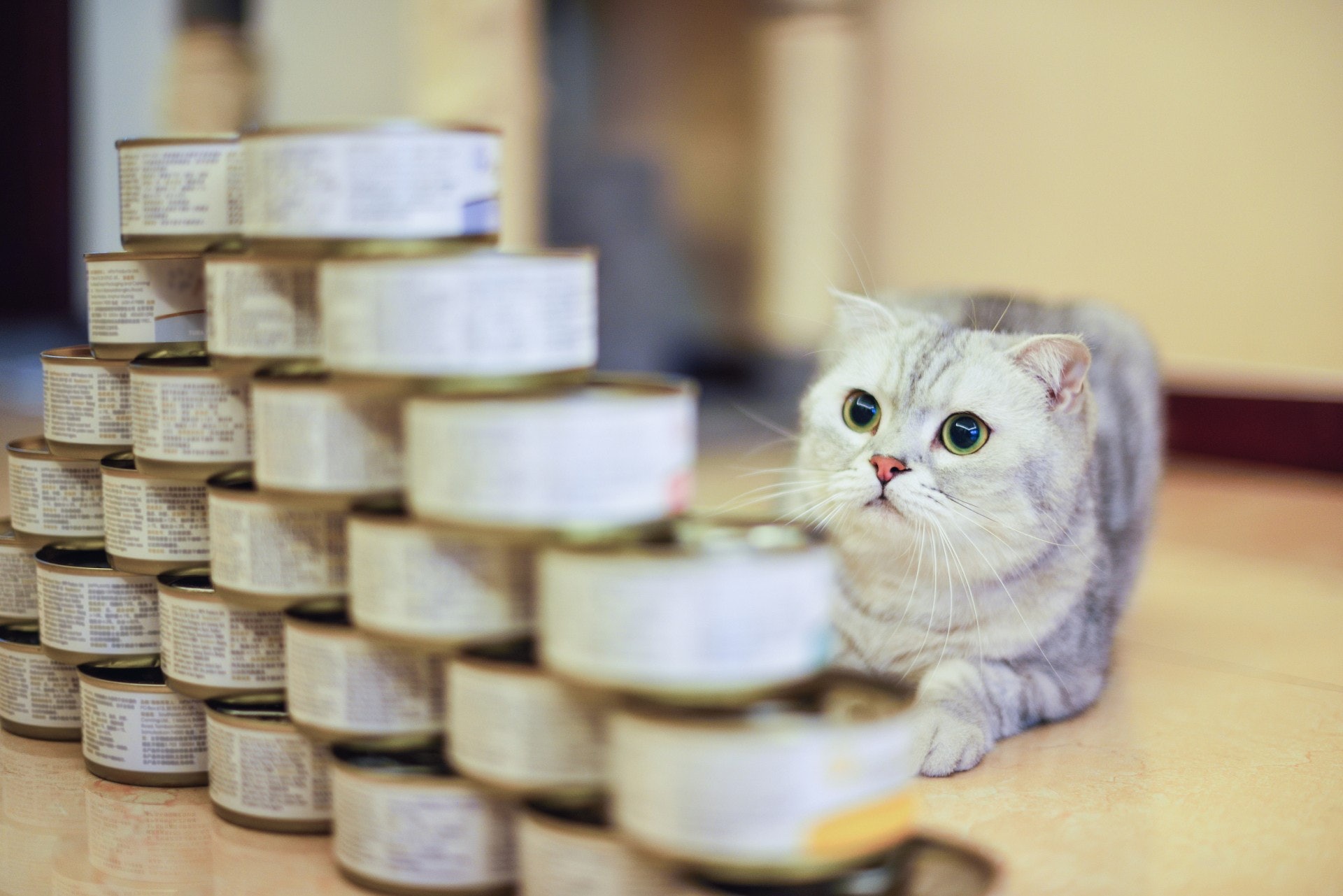 è²è² ç½ç½çåçæå°çµæ