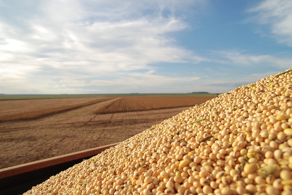 大國與大豆 中美貿易戰背後 為何是大豆