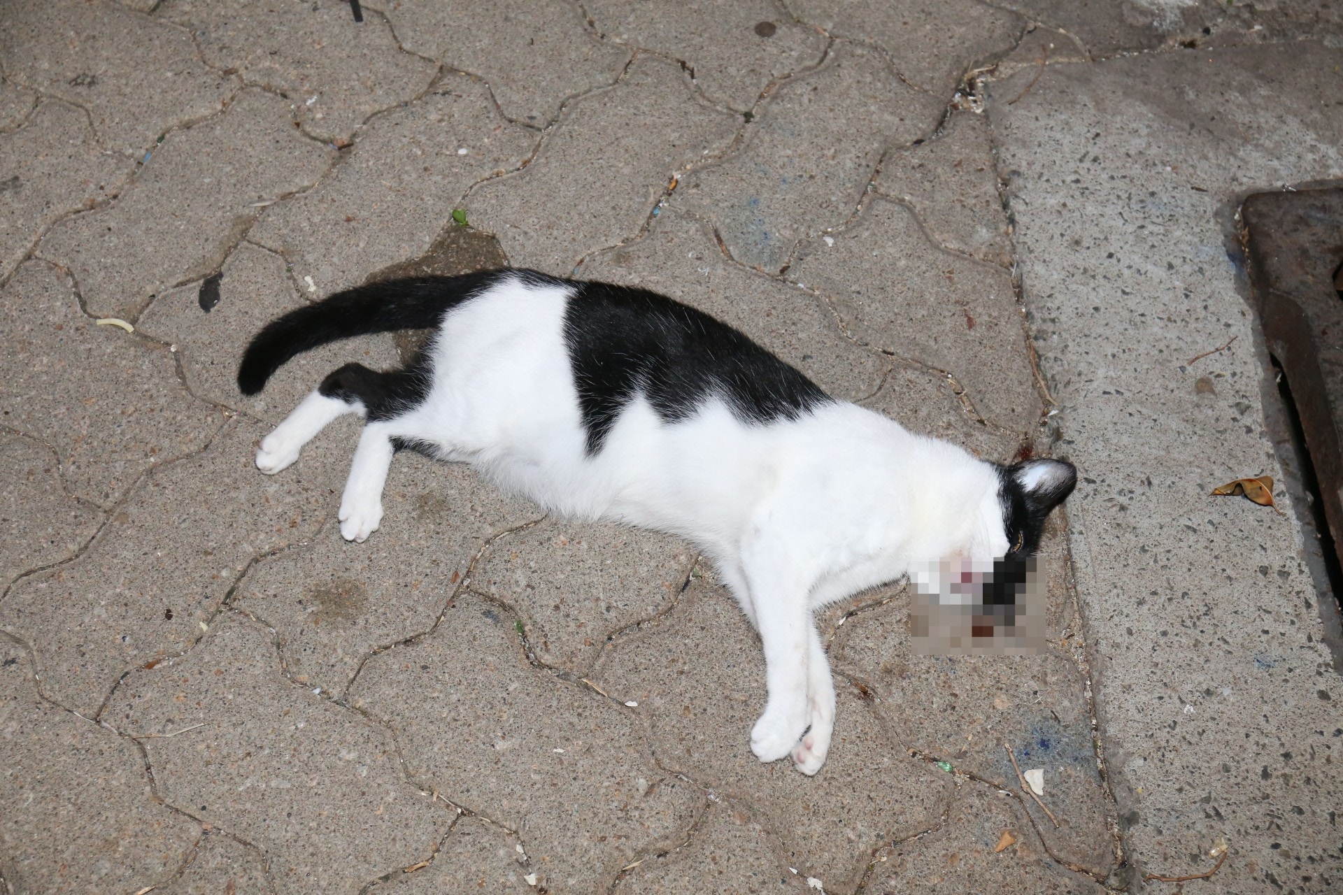 墮樓貓隻已明顯死亡。(賴南秋攝)