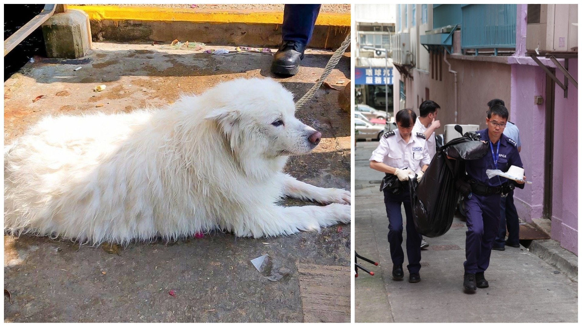 近日有市民將其飼養的狗隻從高處掉下。(資料圖片)