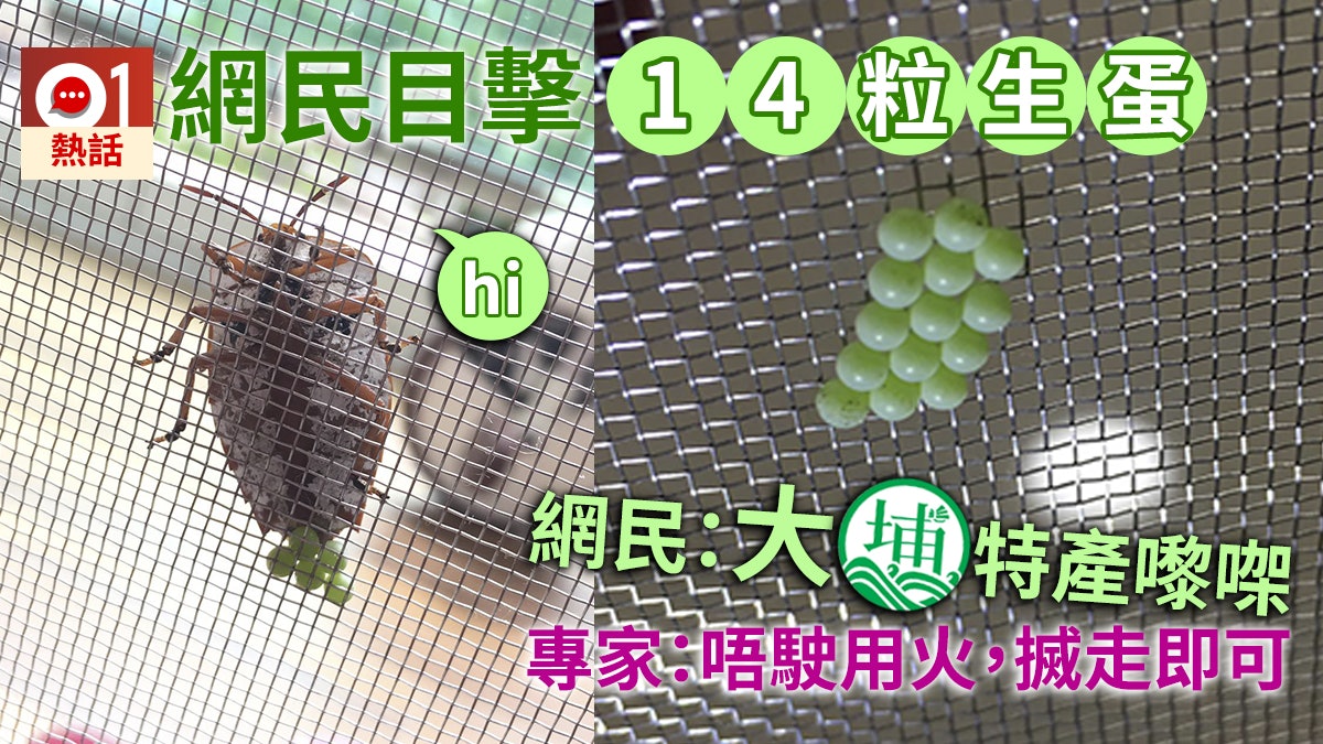 14粒返嚟喇!大埔網民目擊臭屁蟲產卵 專家:唔駛用火,搣走即可 14粒返嚟喇!大埔網民目擊臭屁蟲產卵 專家:唔駛用火,搣走即可
