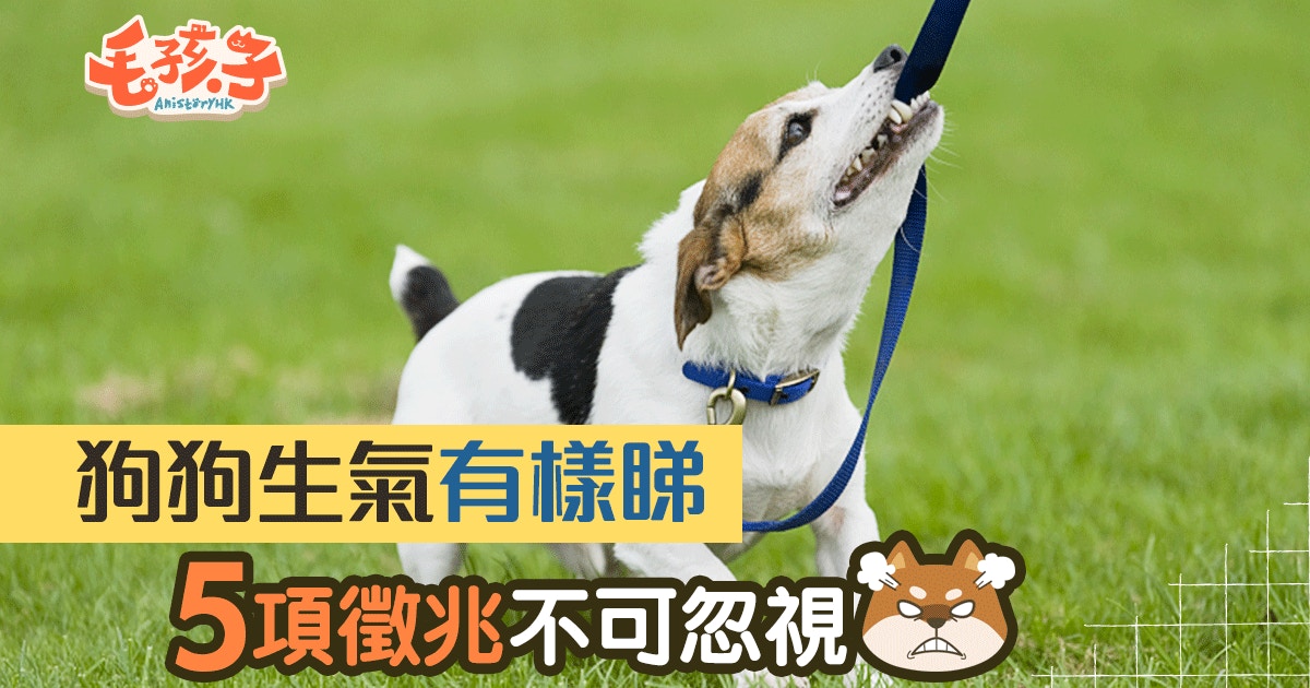 狗狗也會發脾氣5大徵兆告訴你狗狗在鬧情緒 香港01 寵物