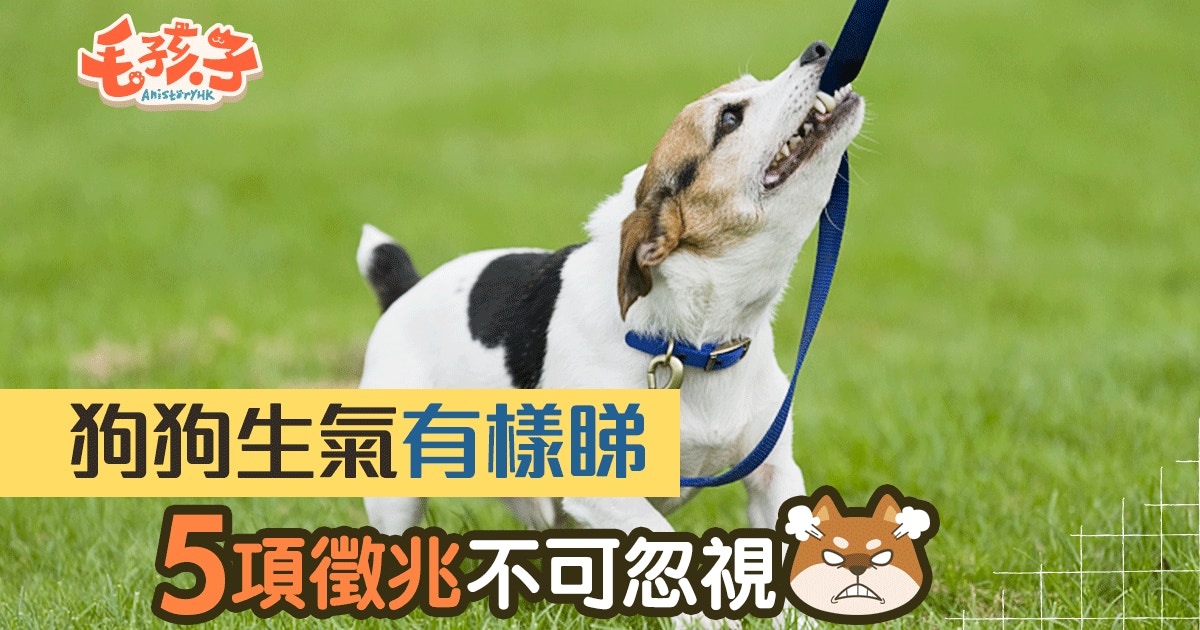 狗狗也會發脾氣5大徵兆告訴你狗狗在鬧情緒 香港01 寵物 狗狗也會發脾氣5大徵兆告訴你狗狗在鬧情緒 香港01 寵物