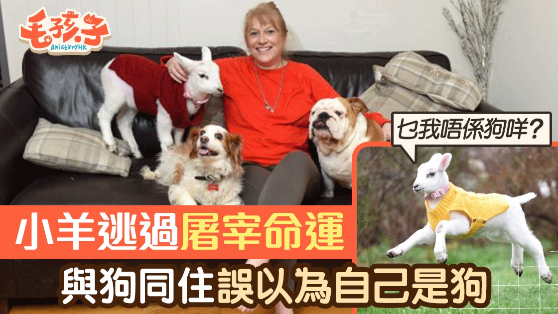 屠宰場小羊被婦人救出並帶回家 與狗狗同住誤以為自己是隻狗 屠宰場小羊被婦人救出並帶回家 與狗狗同住誤以為自己是隻狗