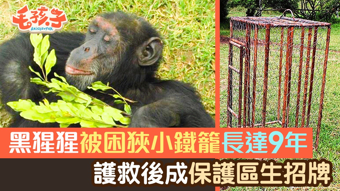 黑猩猩曾被虐待9年 如今成為保護區大明星 黑猩猩曾被虐待9年 如今成為保護區大明星