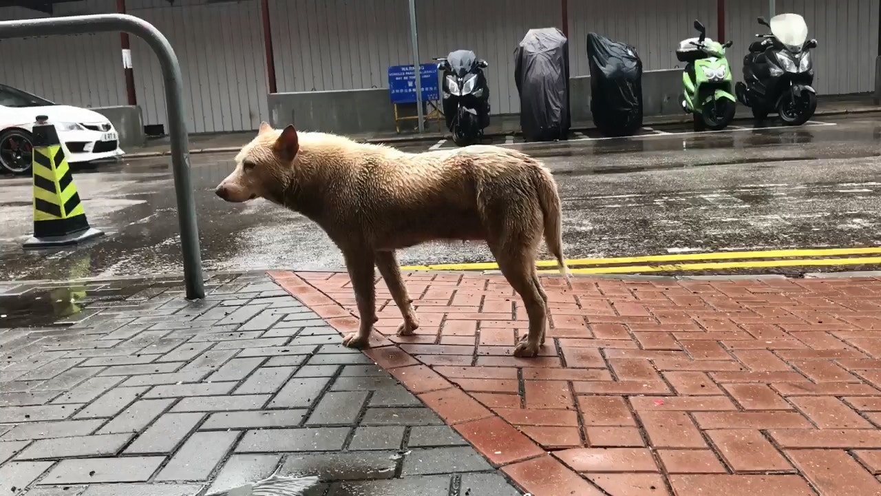 (黃天佑Facebook片段截圖)