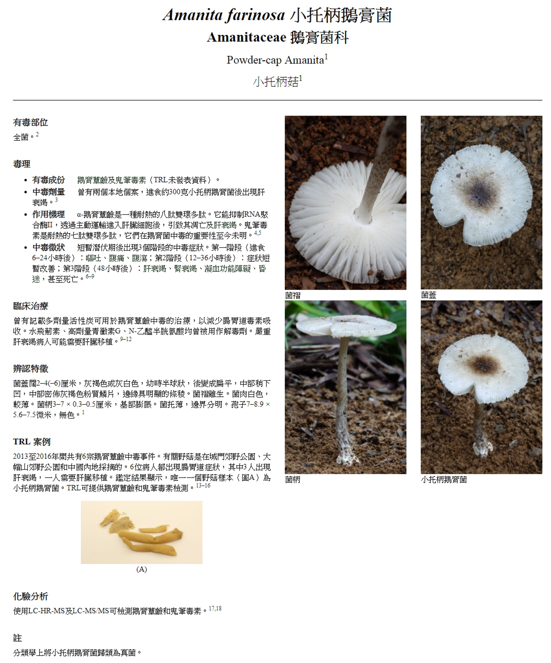 圖輯 香港款常見有毒植物怕醜草 狗尾草 風信子都有毒 香港01 社會新聞 圖輯 香港款常見有毒植物怕醜草 狗尾草 風信子都有毒 香港01 社會新聞