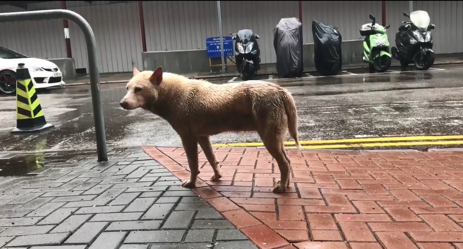 咋日有人上載唐狗走進商廈範圍避雨，被保安驅趕，引起網民兩極回應，有人理解保安做法，亦有人指商廈不近人情，連狗隻避雨亦不容許。（影片截圖）