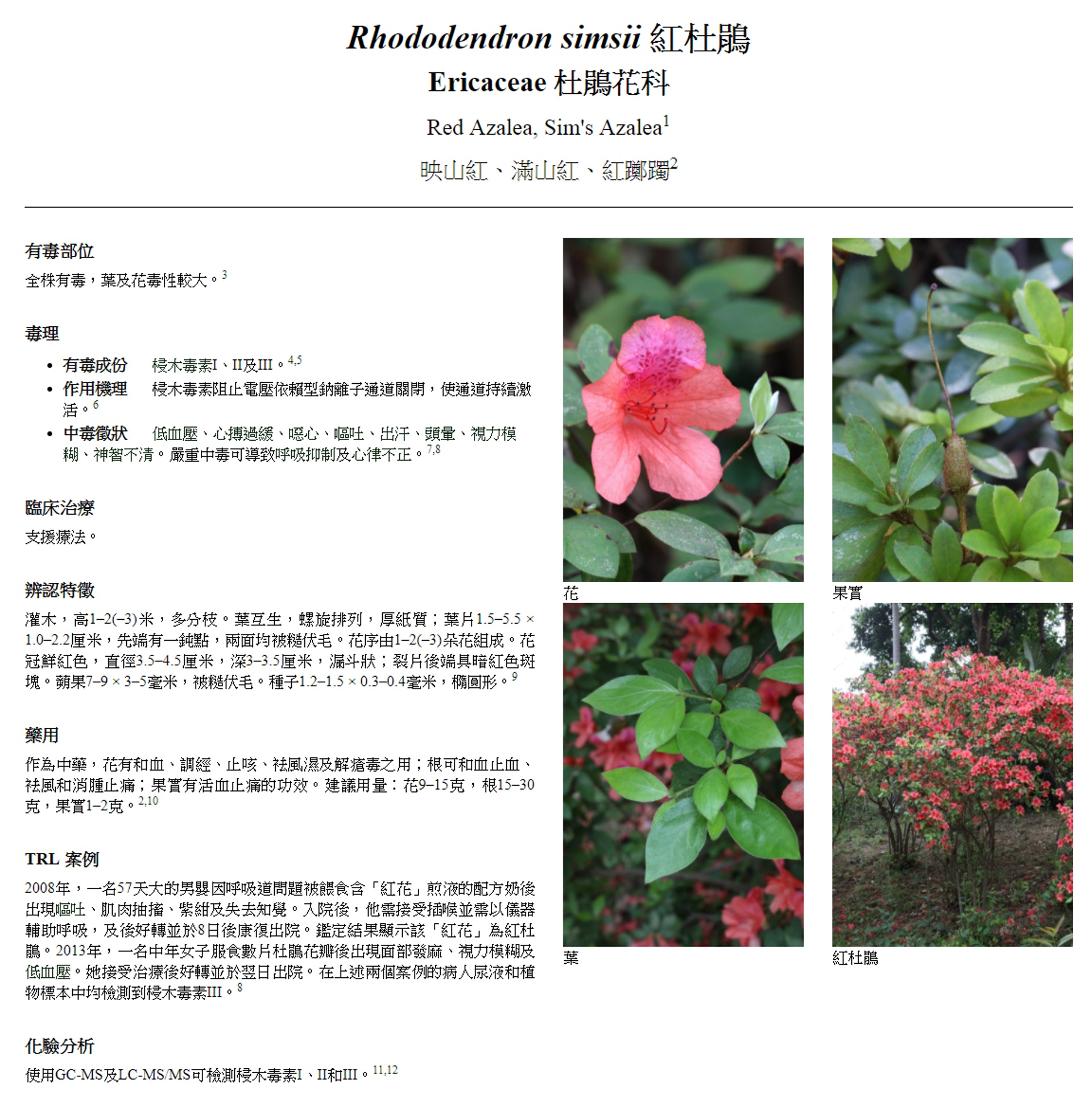 路邊毒草不要採 醫管局錄62宗植物中毒常見斷腸草 海芋 杜鵑 路邊毒草不要採 醫管局錄62宗植物中毒常見斷腸草 海芋 杜鵑