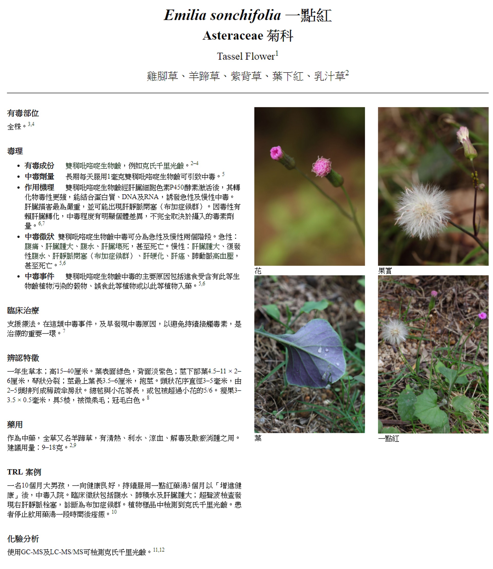 路邊毒草不要採 醫管局錄62宗植物中毒常見斷腸草 海芋 杜鵑 路邊毒草不要採 醫管局錄62宗植物中毒常見斷腸草 海芋 杜鵑