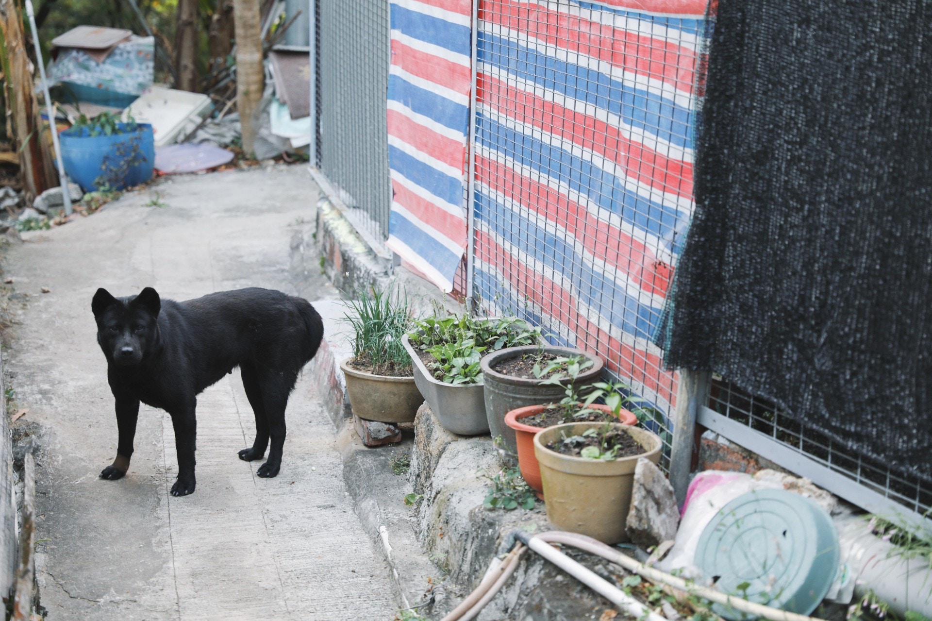 村內亦有村民飼養大狗,但飼養小狗及貓咪的住戶不多,全因牠們的反抗能力低,容易遭人捉拿。(沈敏怡攝)