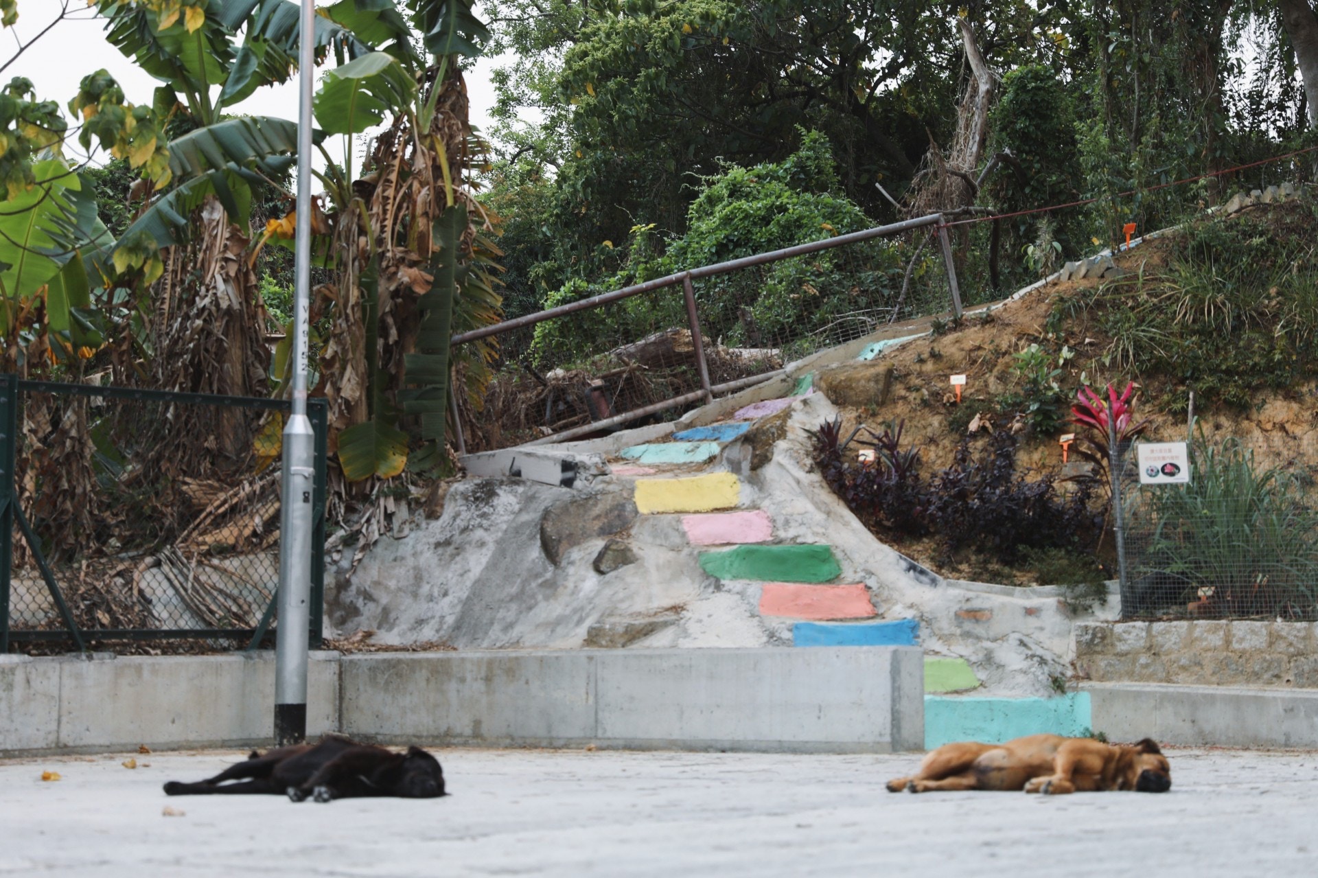 除家犬外,村內不時會看到在附近蹓躂的流浪狗。但哥哥指,有些男村民喜好吃狗肉,因此在附近居住的流浪狗其實也不太安全。(沈敏怡攝)