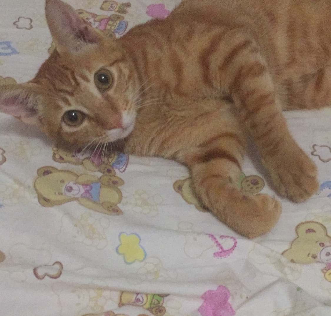 財財生前的樣子可愛，活潑好動，在離世前，才剛剛接受完絕育手術。(受訪者提供)