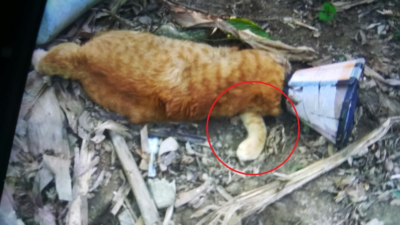 Kitty懷疑,財財當時因完成絕育手術不久,仍需帶上頭罩,令兇徒更容易捉拿牠。財財當時的前上腹及頸部位置有明顯整齊的鎅口,前肢被扭斷移位。(沈敏怡攝)