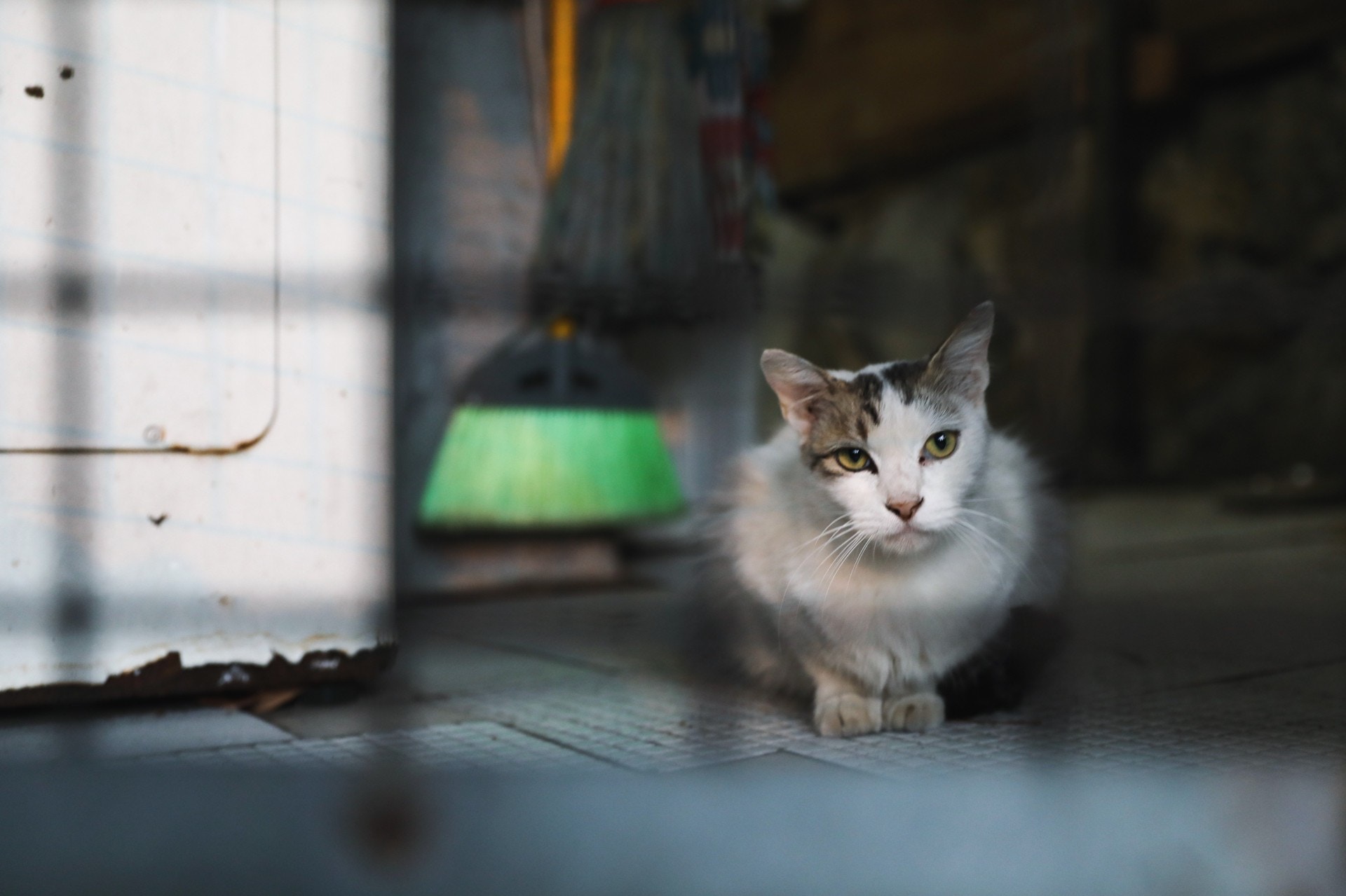 除Kitty及村內另一家人外,其他住戶甚少養貓,因為貓咪力氣少,反抗能力低,容易受害。(沈敏怡攝)