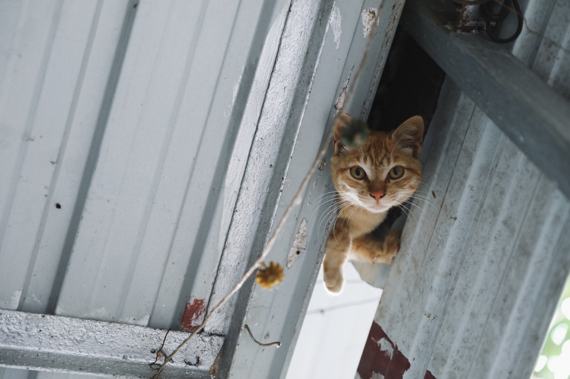 財財死後，Kitty家裡仍然有兩頭貓。其中一隻貓咪怕人，至今仍然不肯入屋當主子，住在她們家的屋頂夾層內，由她們一家送水送糧照顧。(沈敏怡攝)
