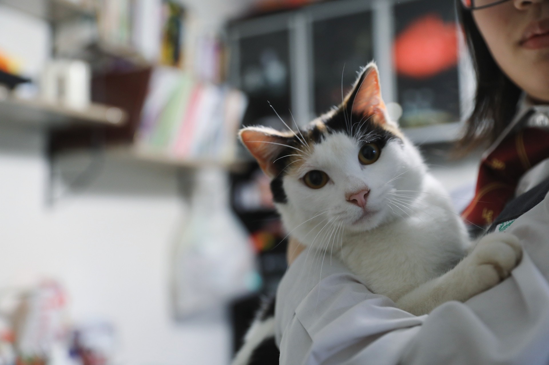 除了屋頂的夾層貓外，她們還養有一頭三色貓衰豬。(沈敏怡攝)