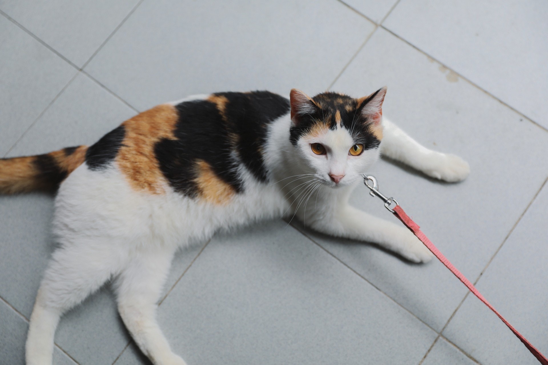 Kitty指貓咪在屋外時要上繩看顧,因為擔心牠們不慎走失時會生意外。(沈敏怡攝)