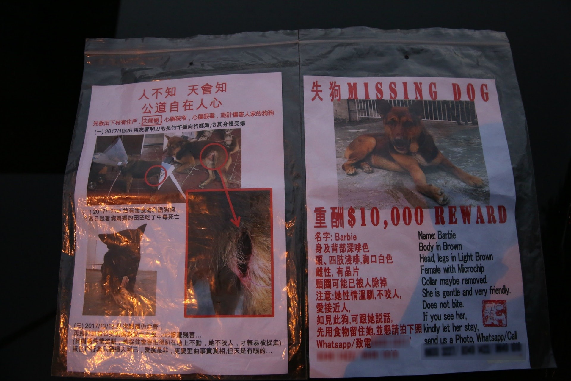 唐狗主人懷疑愛犬的死與日前同村民爭執一事有關。除是次事件外,早前亦有另一頭狗狗無故失蹤,至今仍在找尋。(資料圖片)