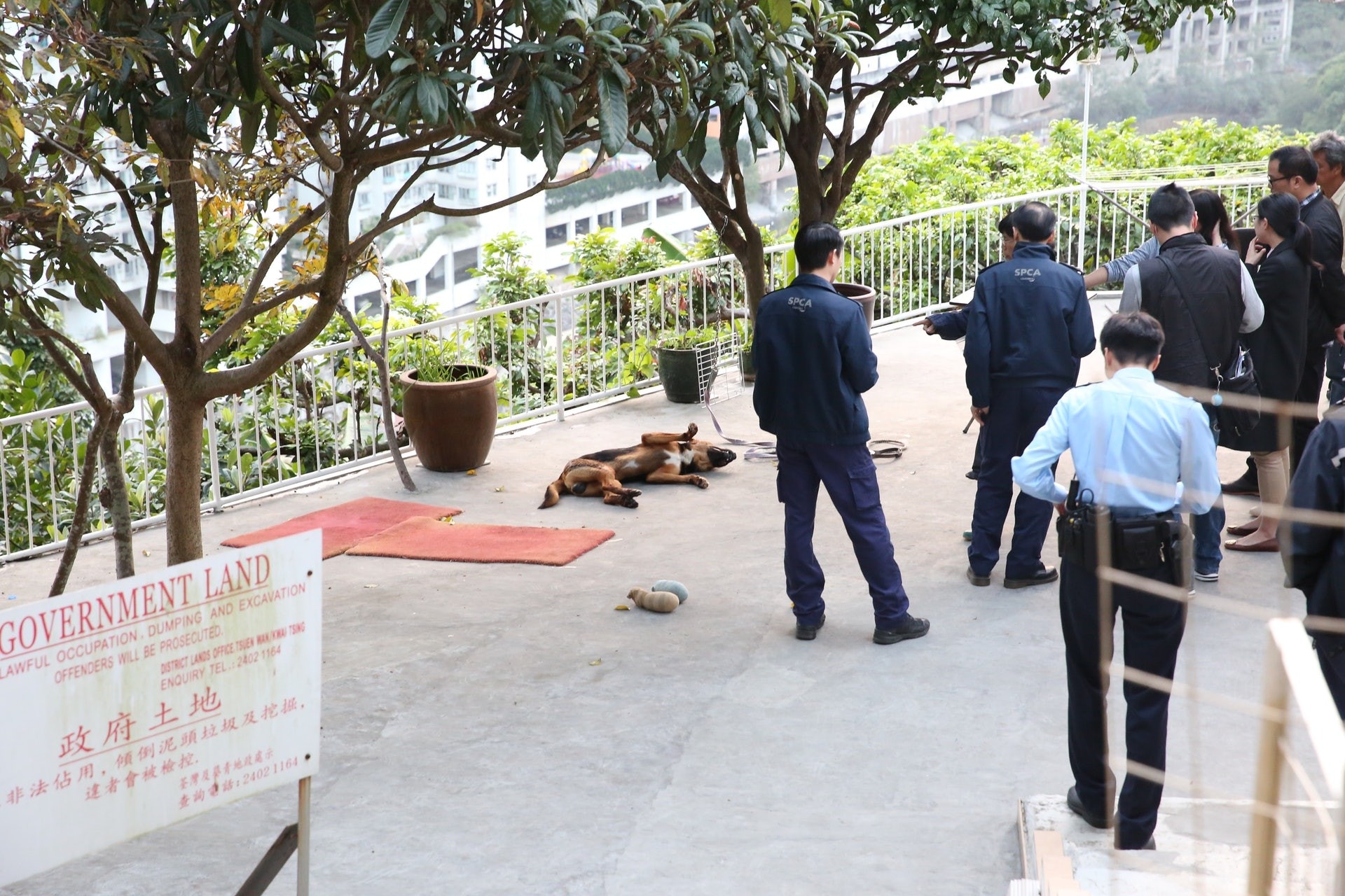 在2月時,光板田上村發生了一宗唐狗毒殺案。Kitty指,村內經常發生同類事件,然而,向來大多村民也不會關心死狗死貓的事。(資料圖片)