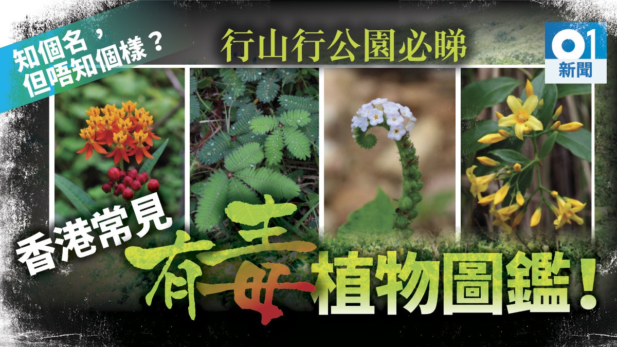 圖輯 香港款常見有毒植物怕醜草 狗尾草 風信子都有毒 香港01 社會新聞