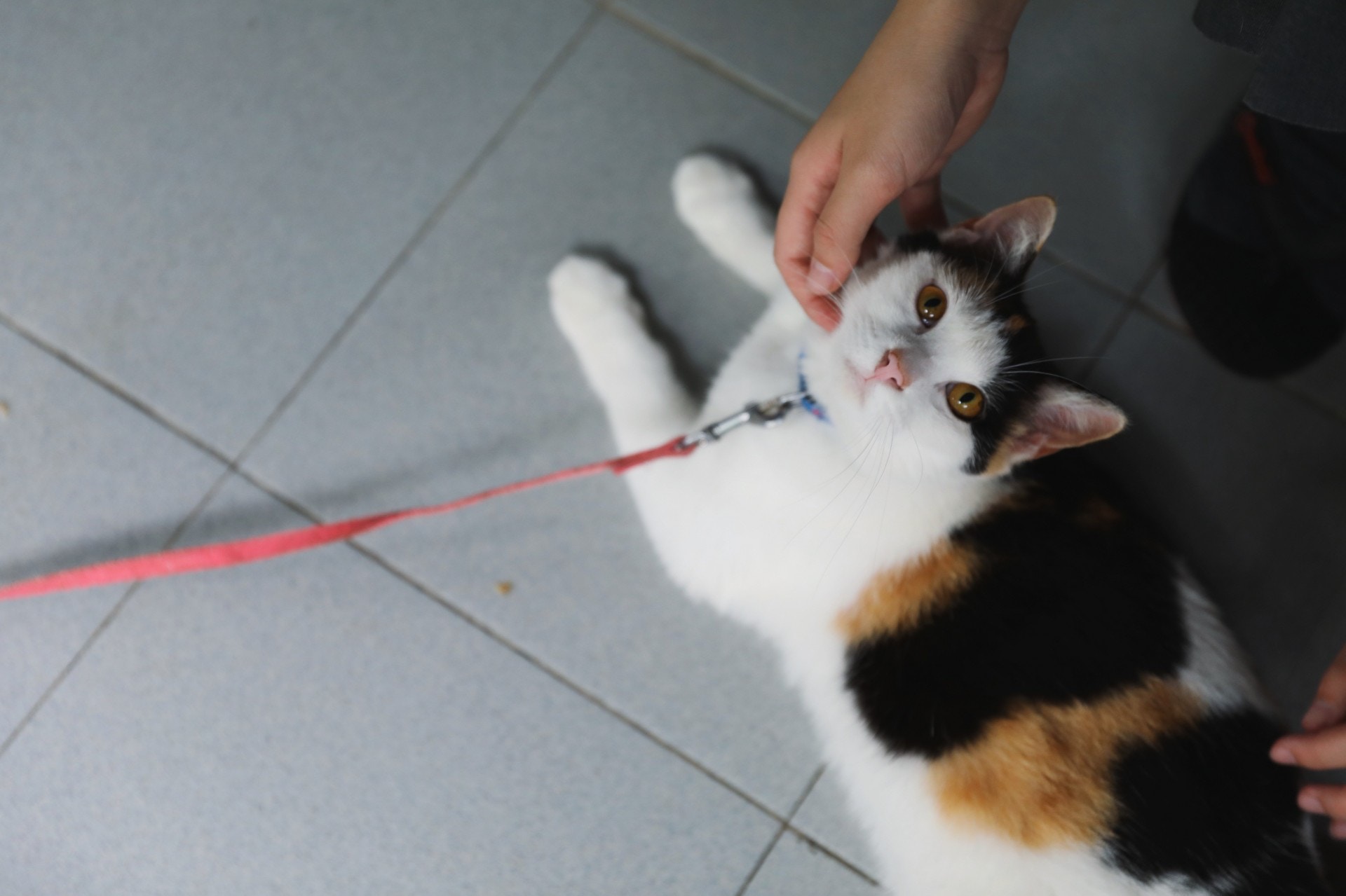 除了屋頂的夾層貓外,她們還養有一頭三色貓衰豬。(沈敏怡攝)