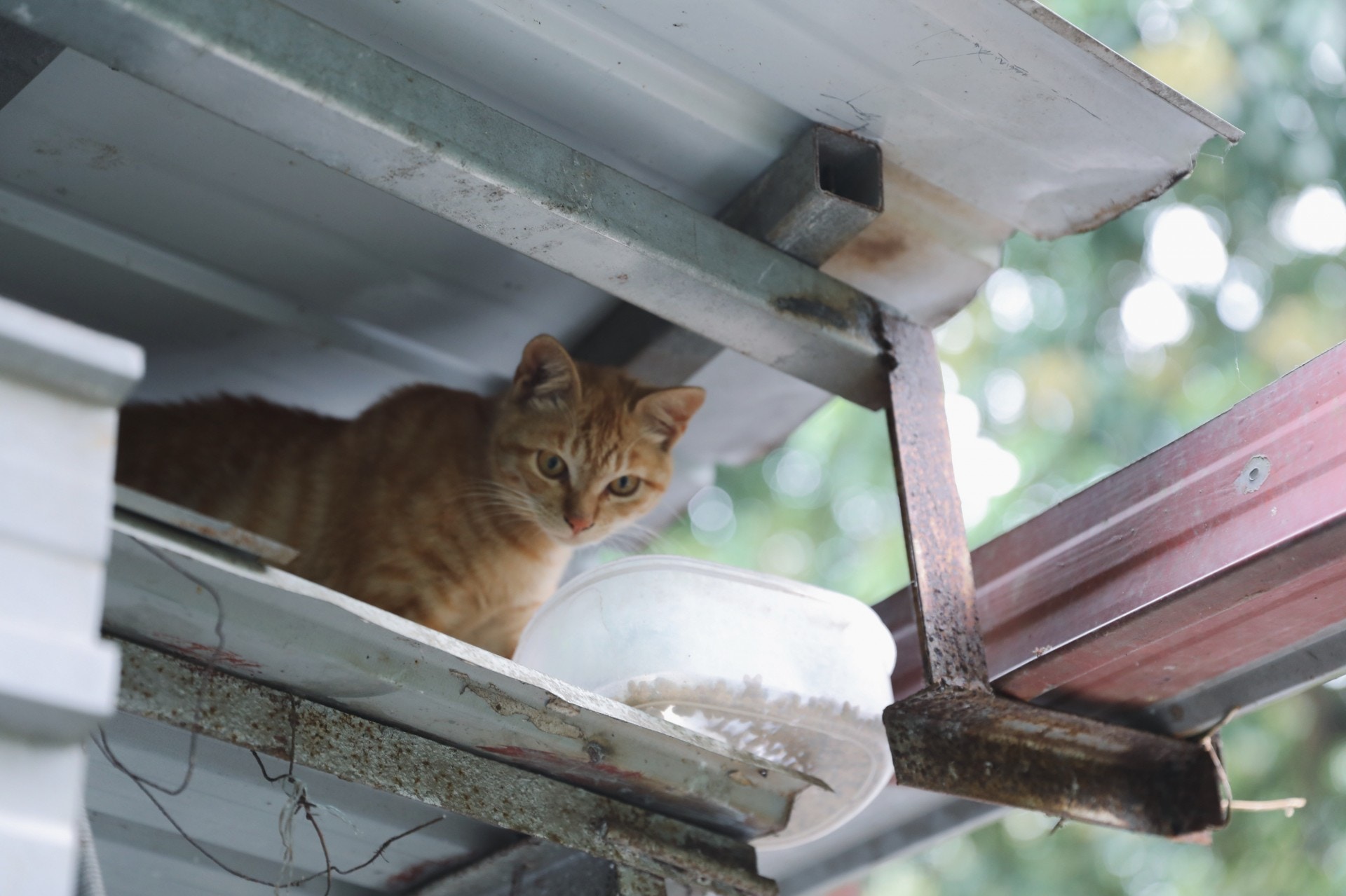 財財死後,Kitty家裡仍然有兩頭貓。其中一隻貓咪怕人,至今仍然不肯入屋當主子,住在她們家的屋頂夾層內,由她們一家送水送糧照顧。(沈敏怡攝)