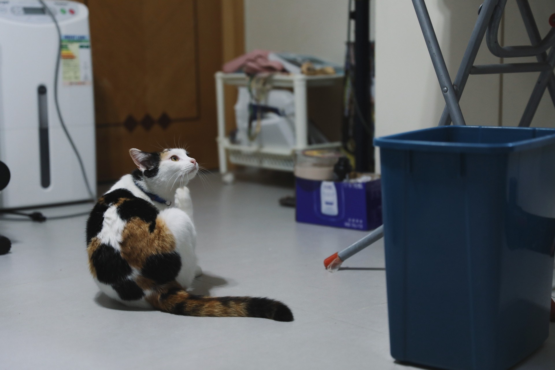 除了屋頂的夾層貓外，她們還養有一頭三色貓衰豬。(沈敏怡攝)