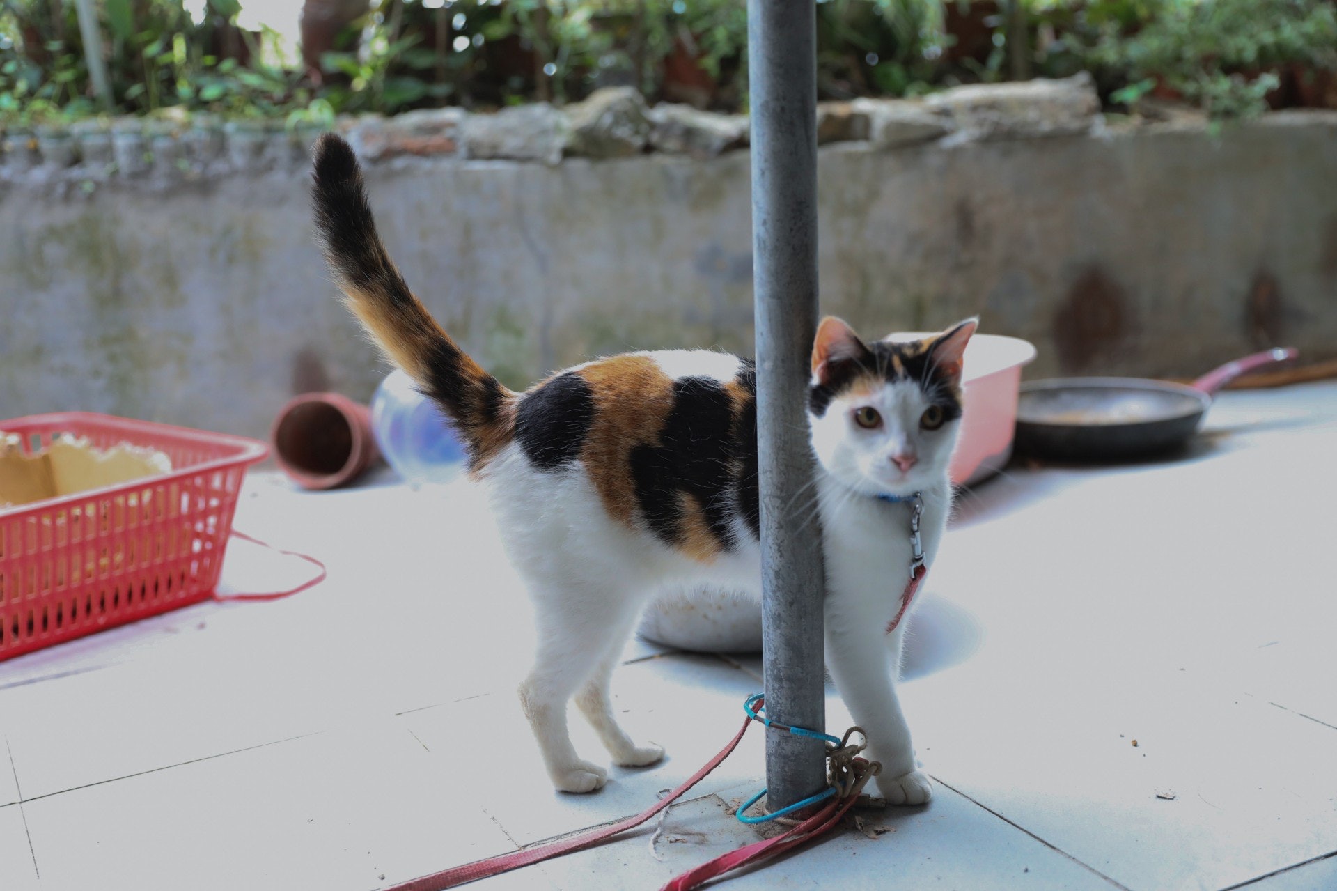 除了屋頂的夾層貓外,她們還養有一頭三色貓衰豬。(沈敏怡攝)