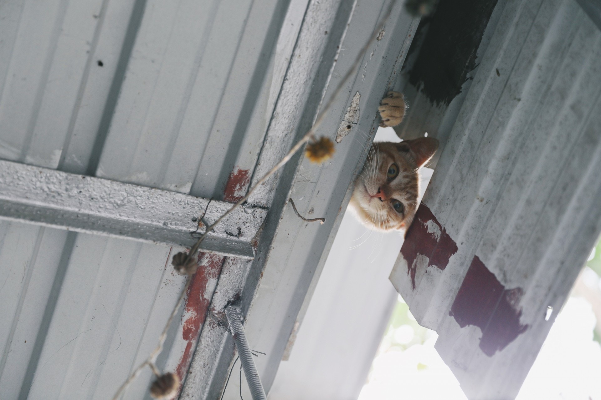 財財死後,Kitty家裡仍然有兩頭貓。其中一隻貓咪怕人,至今仍然不肯入屋當主子,住在她們家的屋頂夾層內,由她們一家送水送糧照顧。(沈敏怡攝)