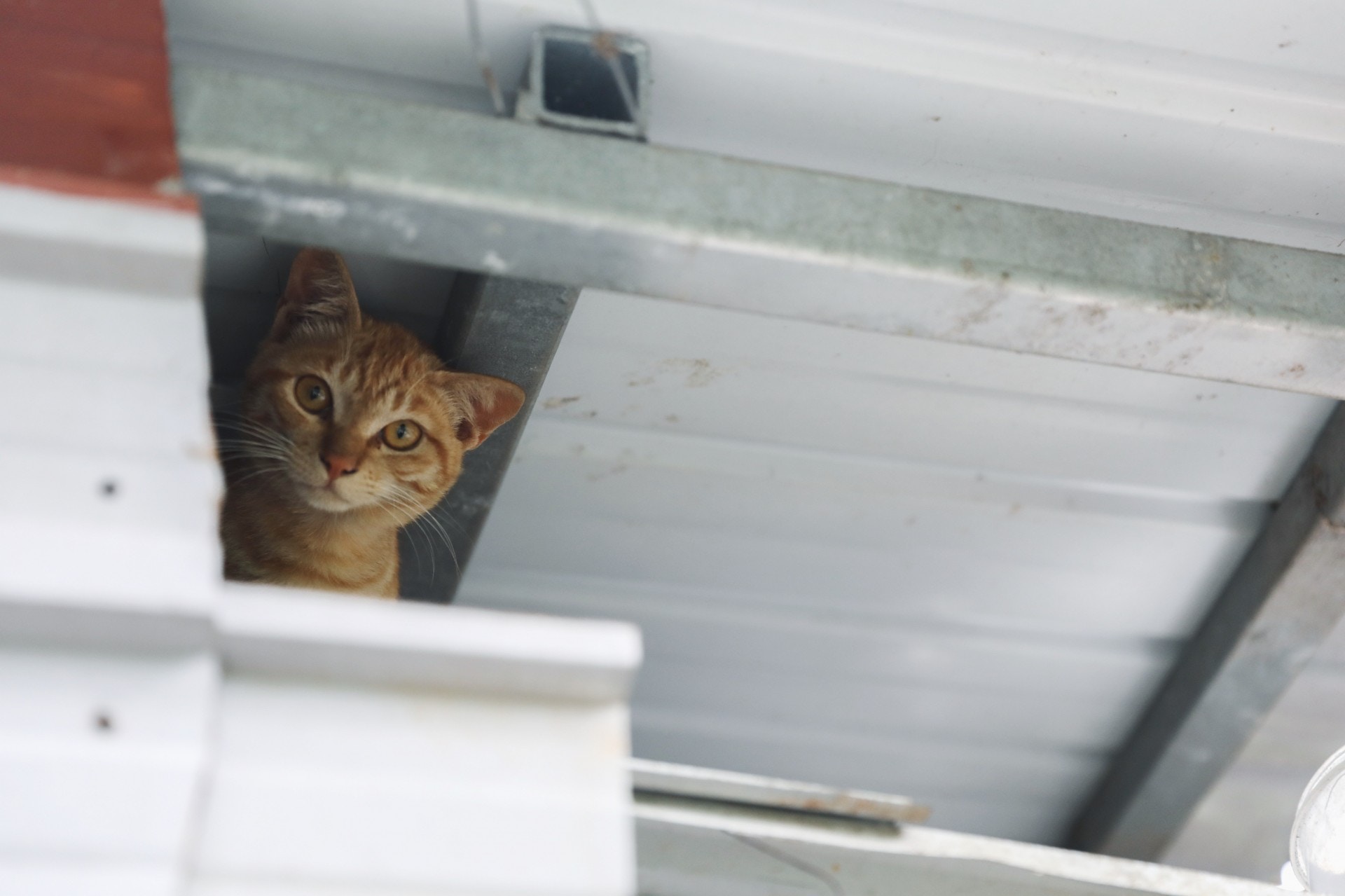 財財死後,Kitty家裡仍然有兩頭貓。其中一隻貓咪怕人,至今仍然不肯入屋當主子,住在她們家的屋頂夾層內,由她們一家送水送糧照顧。(沈敏怡攝)