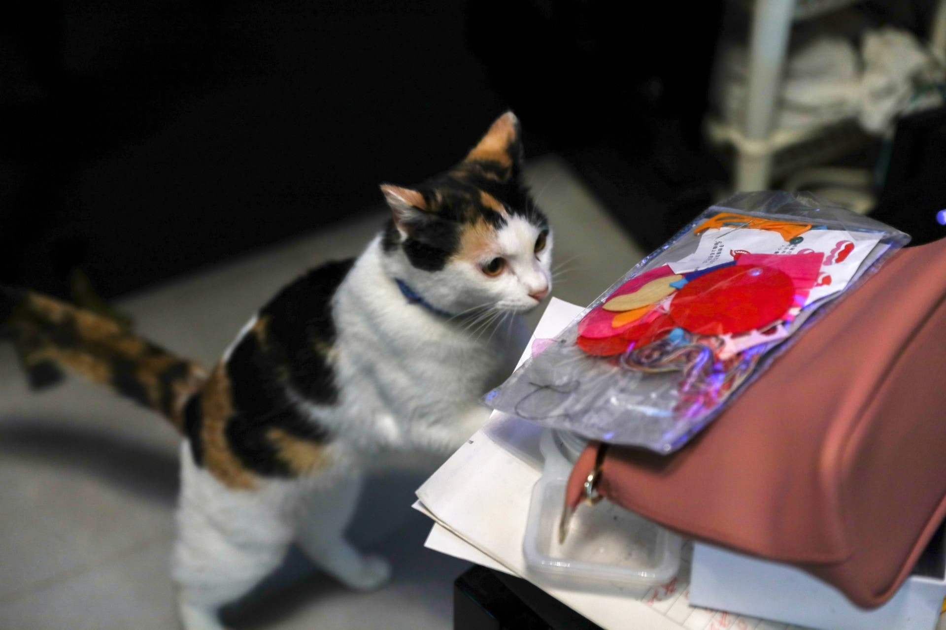 除了屋頂的夾層貓外,她們還養有一頭三色貓衰豬。(沈敏怡攝)