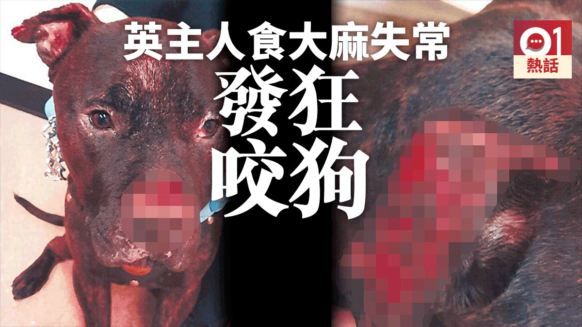 舌頭破 鼻甩皮 眼出血 恐怖迷幻主人咬狗罪成 舌頭破 鼻甩皮 眼出血 恐怖迷幻主人咬狗罪成