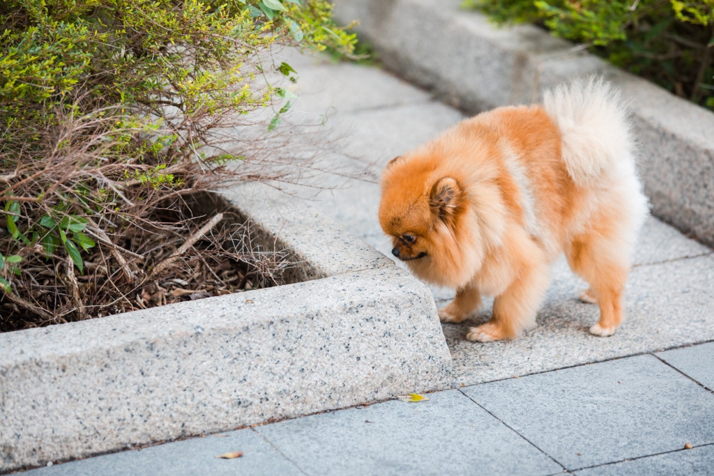 愛協澄清至今未有發現犬病毒性腸炎的個案有明顯激增。(資料圖片)