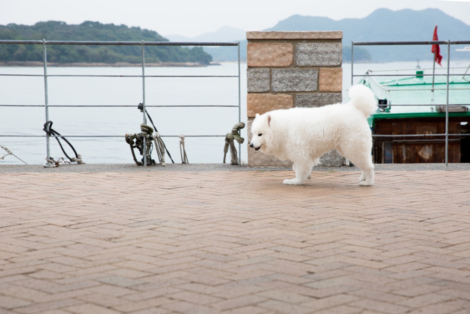 愛協澄清至今未有發現犬病毒性腸炎的個案有明顯激增。(資料圖片)