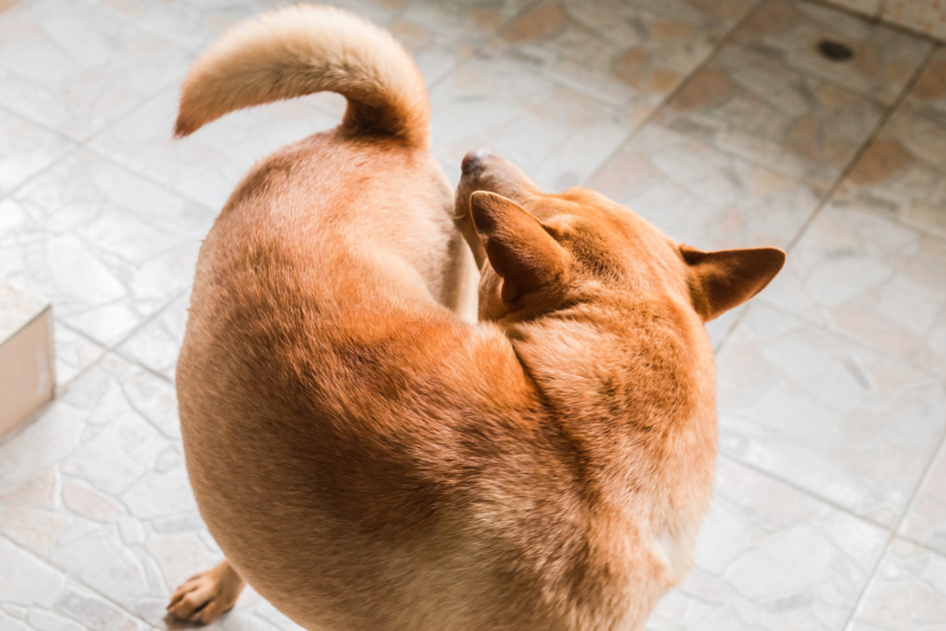 愛協澄清至今未有發現犬病毒性腸炎的個案有明顯激增。(資料圖片)