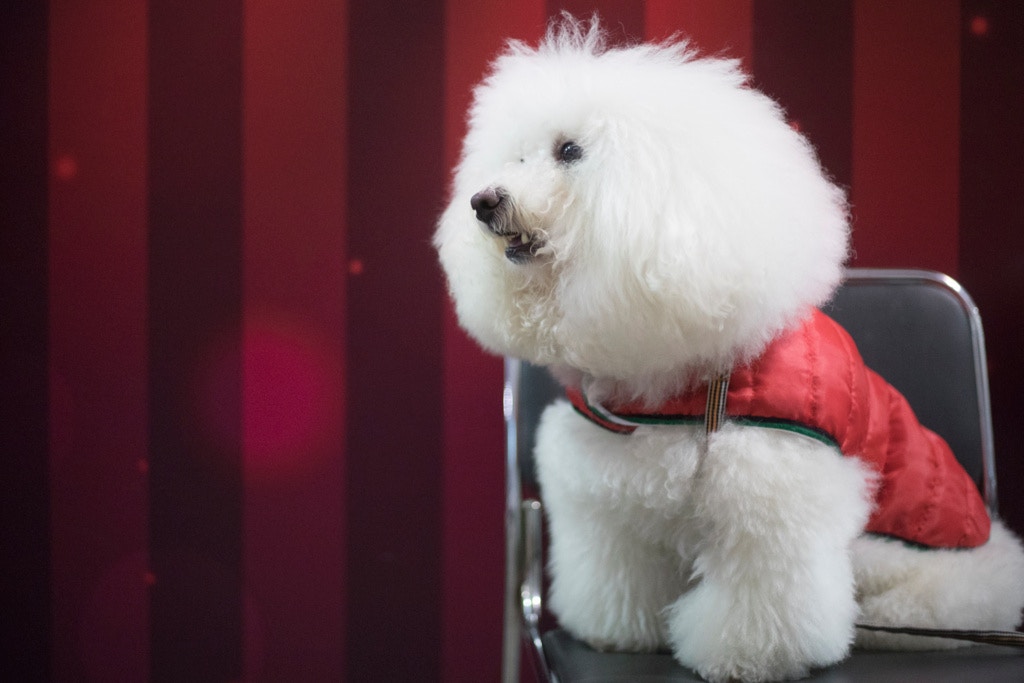 愛協澄清至今未有發現犬病毒性腸炎的個案有明顯激增。(資料圖片)