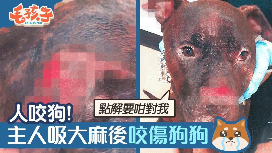 【人咬狗】無良狗主吸大麻變神志不清咬傷狗被捕 【人咬狗】無良狗主吸大麻變神志不清咬傷狗被捕